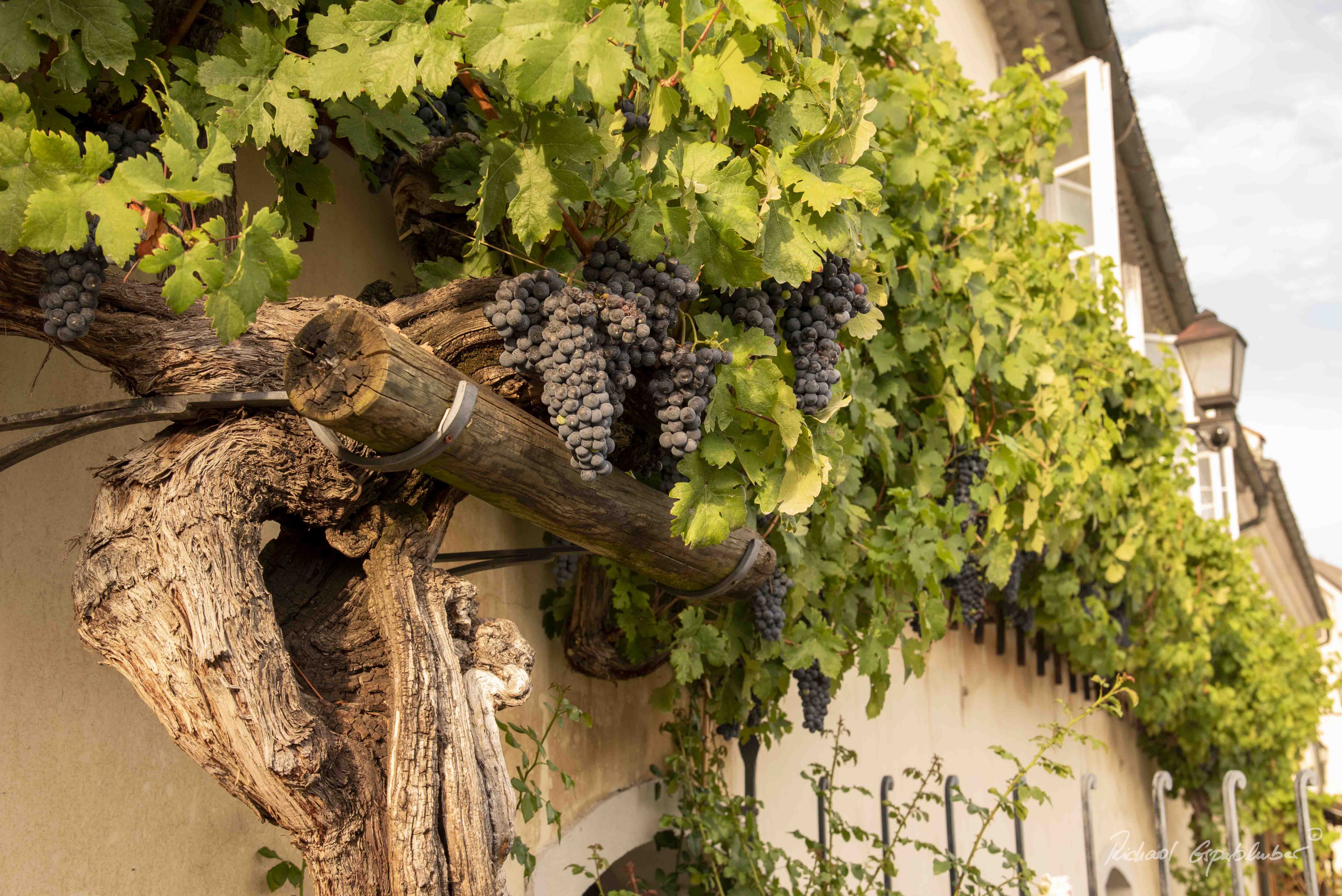 Dieses Bild hat ein leeres Alt-Attribut. Der Dateiname ist Slowenien-2138-5000x3338.jpg